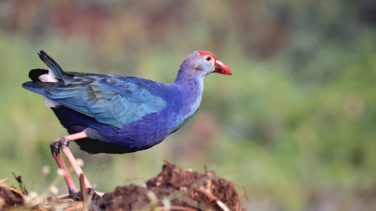The Purple Moorhen, a widespread wetland bird native to the Indian subcontinent and parts of Africa and Southeast Asia, was spotted in the marshy habitat of Nandur Madmeshwar Bird Sanctuary