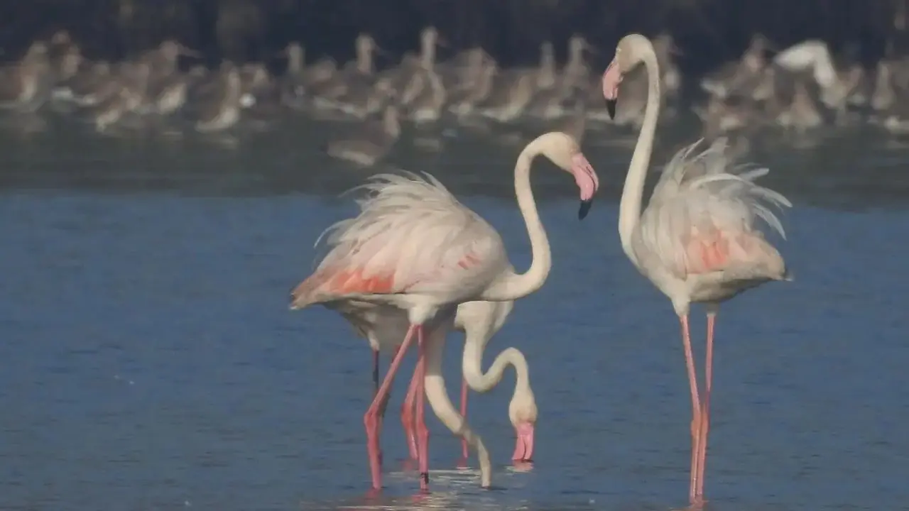 Of the six flamingo species found worldwide, two are seen in India-the Greater Flamingo (Phoenicopterus roseus), the tallest species, and the Lesser Flamingo (Phoeniconaias minor), the smallest. Greater flamingos are taller, with light pink bodies, black-tipped pale beaks, yellowish eyes and a distinctive S-shaped neck