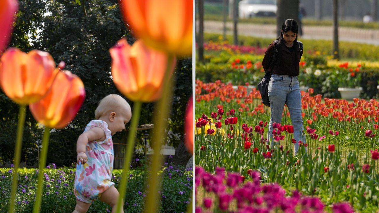IN PICS: NDMC to inaugurate annual Tulip Festival 2026 today