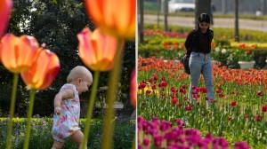 IN PICS: NDMC to inaugurate annual Tulip Festival 2026 today