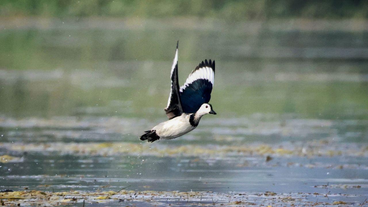 The cotton pygmy goose, or cotton teal, is a small perching duck which breeds in Asia and Southeast Asia, extending south and east to Queensland, where they are sometimes called white-quilled pygmy geese
