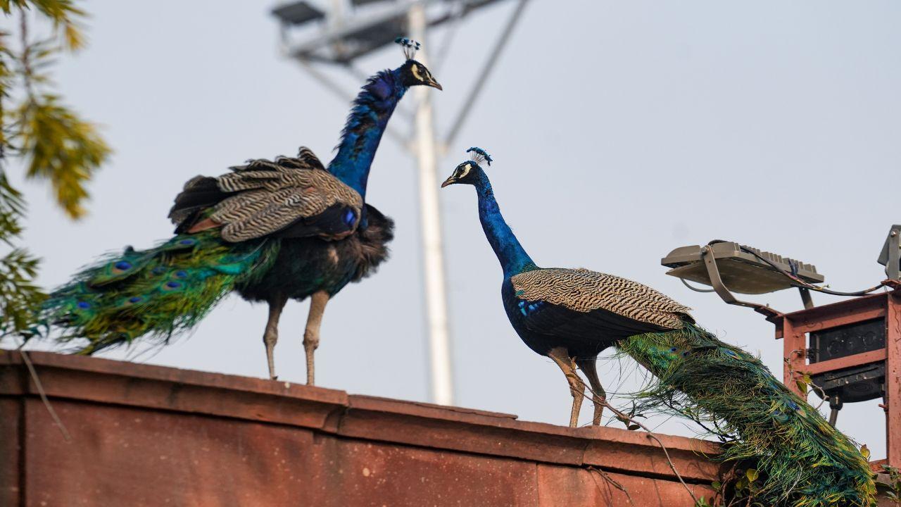 <p>Peacocks seen at the landscaped lawns that transform Amrit Udyan into a tranquil retreat within the President&rsquo;s Estate</p>