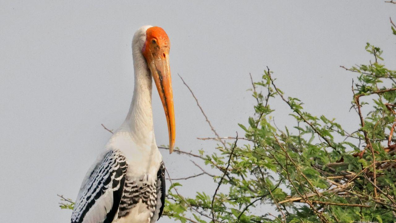 Painted Stork, a large resident waterbird of the Indian subcontinent and Southeast Asia, seen with hatchlings at Nandur Madmeshwar Bird Sanctuary