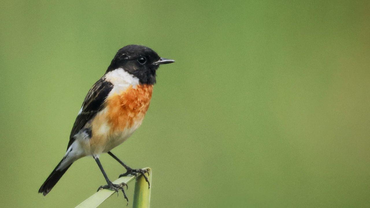 Siberian Stonechat, a winter migrant that travels to India from Siberia and Central Asia, spotted at Nandur Madmeshwar Bird Sanctuary
