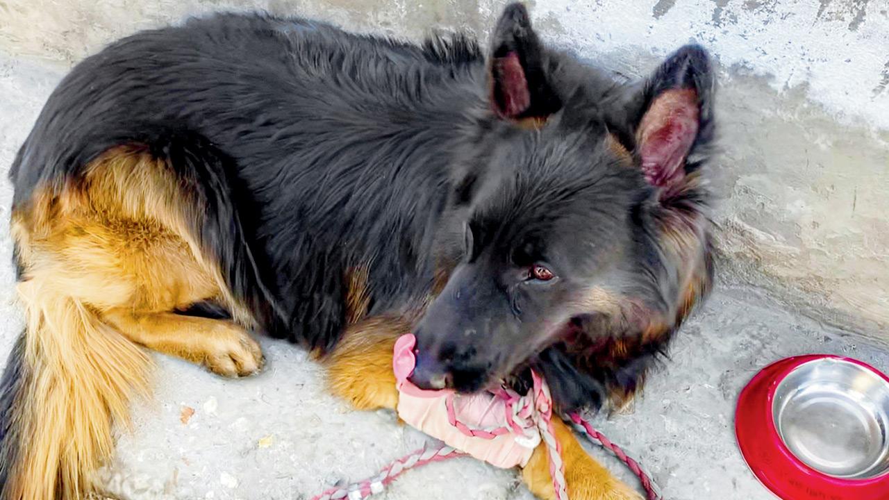 Army dog Tyson injured in encounter in Jammu and Kashmir, terrorists killed