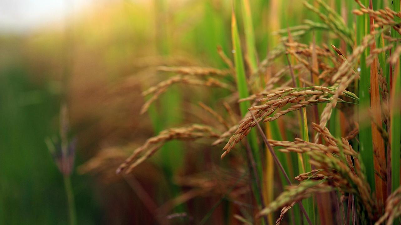 Arunachal CM Pema Khandu launches organic red rice from Tawang