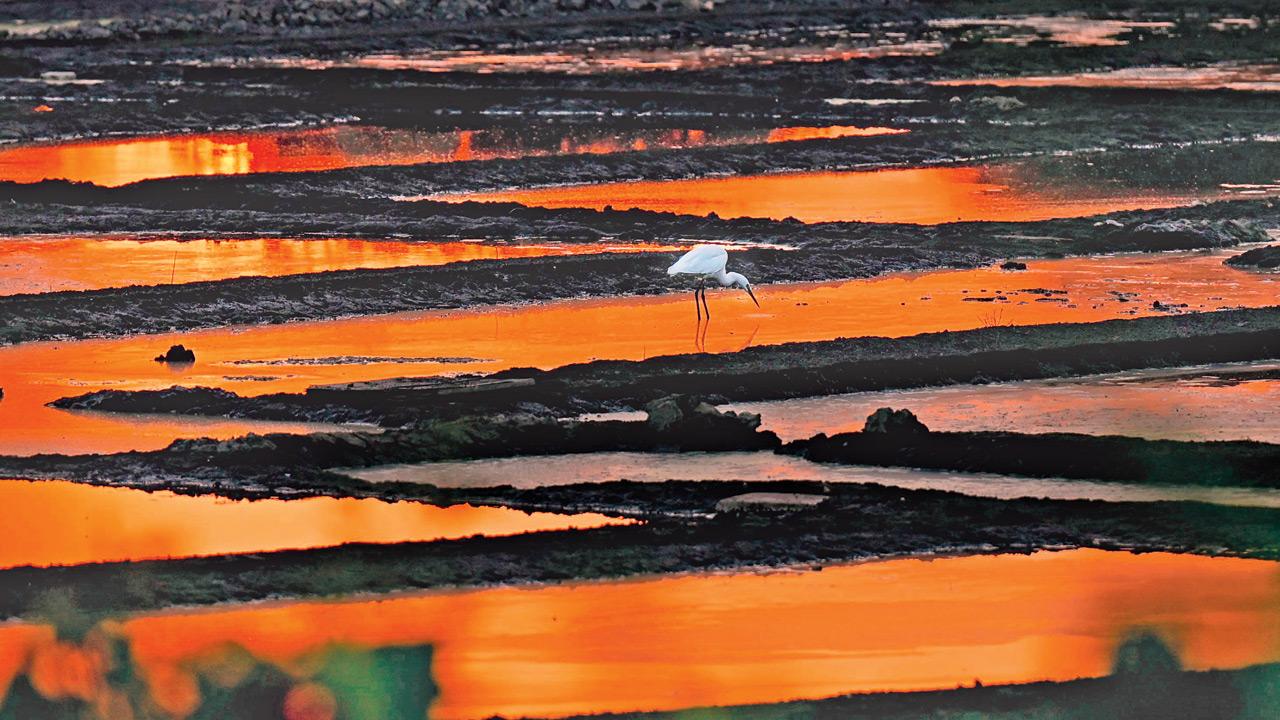 Mumbai Diary: Thursday Dossier