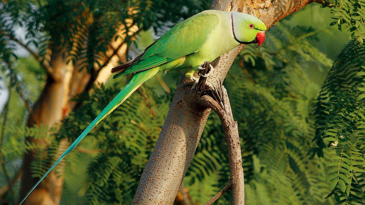 A rose-ringed parakeet. PIC/Bhaarat Vyas