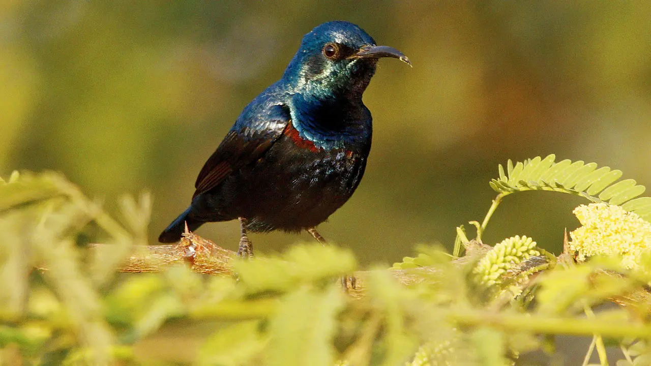 A purple sunbird. Pic/Bhaarat Vyas