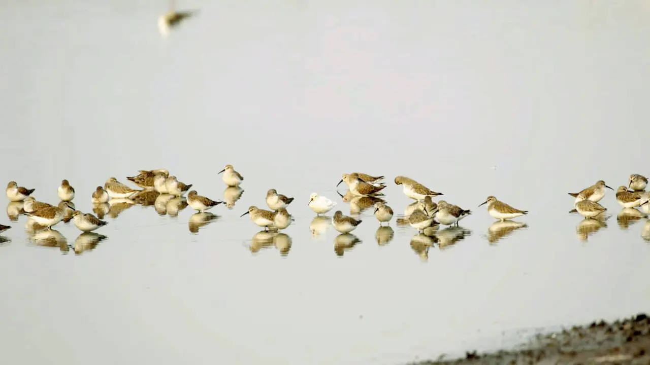 Navi Mumbai birders stunned by first-ever albino curlew sandpiper sighting