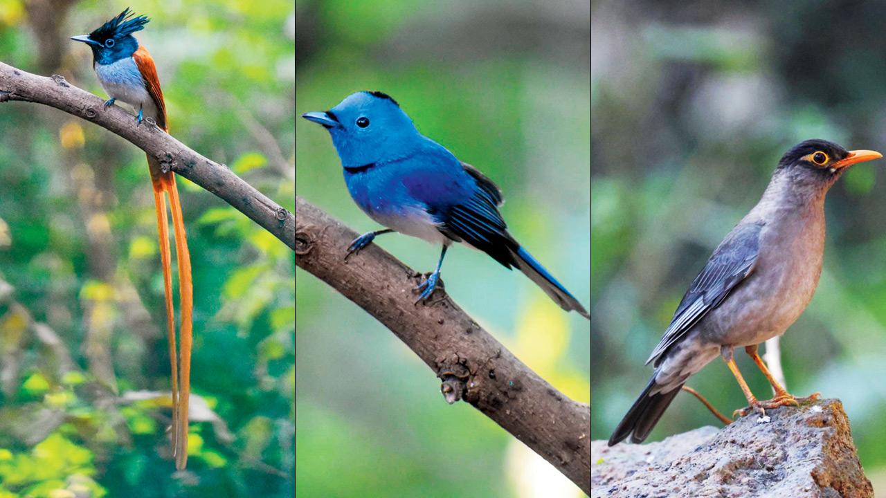 Explore the avian world of SGNP in Mumbai as this new 'bird hide' opens