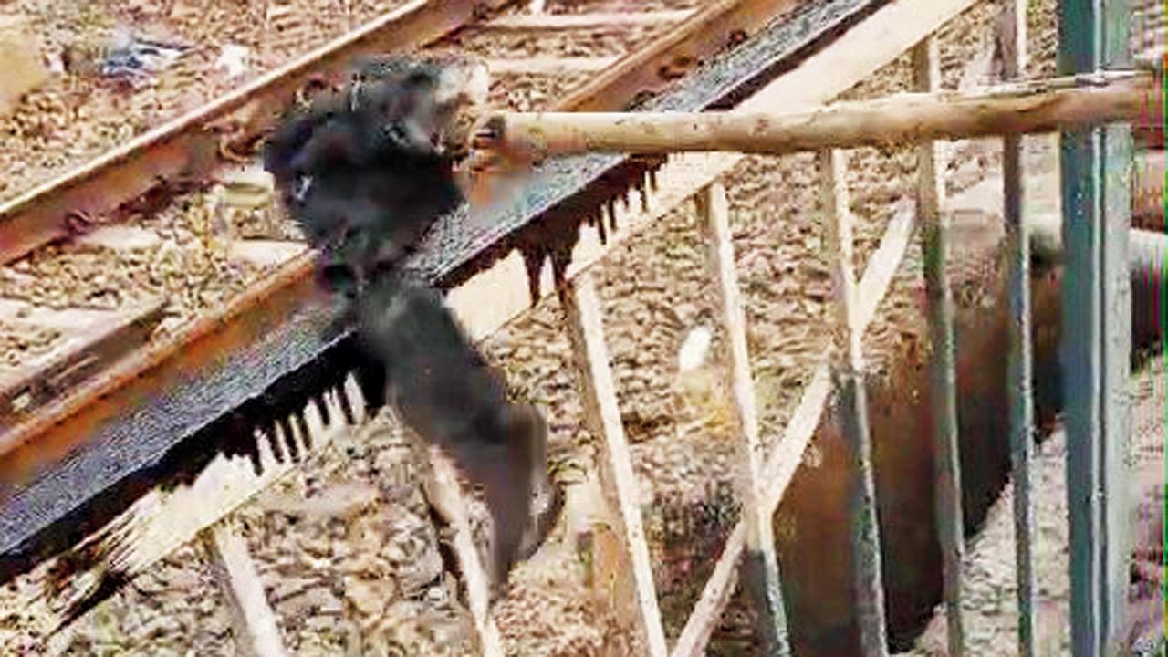 Western Railway staff apply industrial grease on platform fencing to deter commuters from trespassing onto tracks, as part of a new safety measure on the suburban network