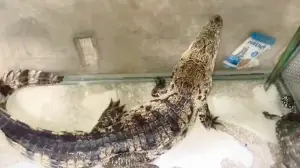Forest officials seize juvenile crocodile during joint raid in Mumbai