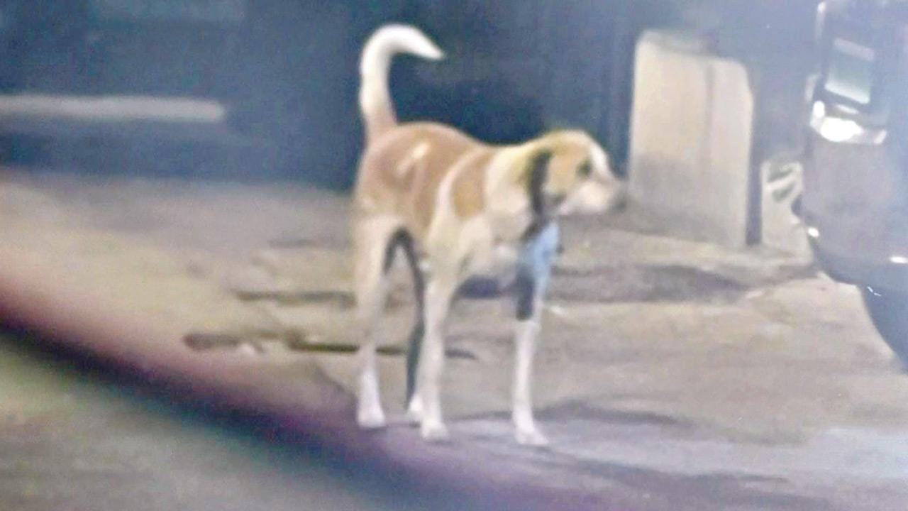 The canine in question