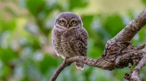 Rare and endangered forest owlet sighted MP's cheetah territory