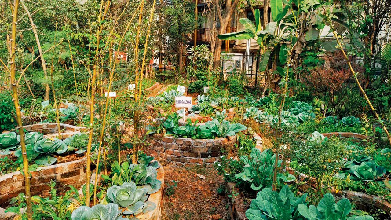 The garden in the hospital premises. Pic courtesy/Earthen Routes