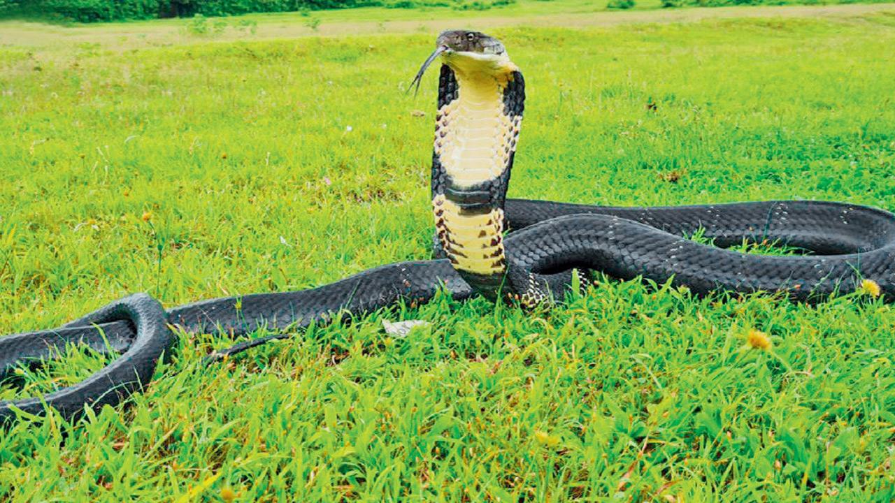 Dr Sanjay Molur: ‘Snakes see us before we see them’