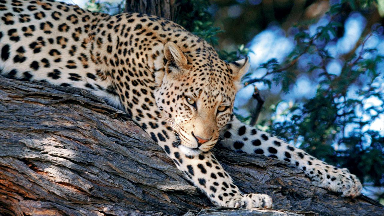 A leopard lazes on a branch