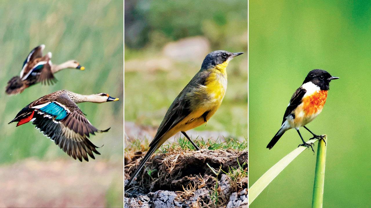 Spot-billed duck; Western yellow wagtail; Siberian stonechat
