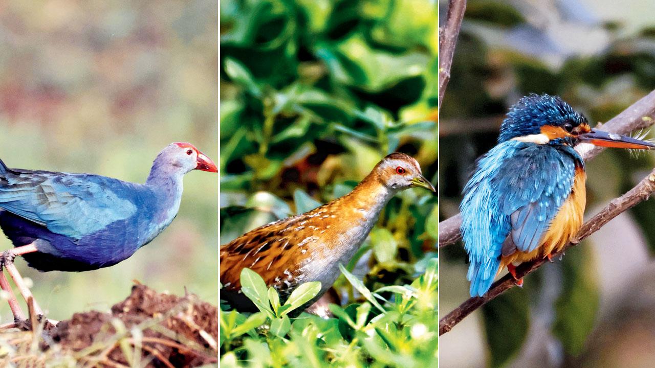 Purple moorhen; Ballion’s crake; Common kingfisher