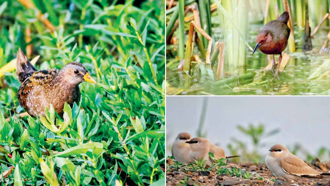 Spotted crake; Ruddy-breasted crake; Small pratincole
