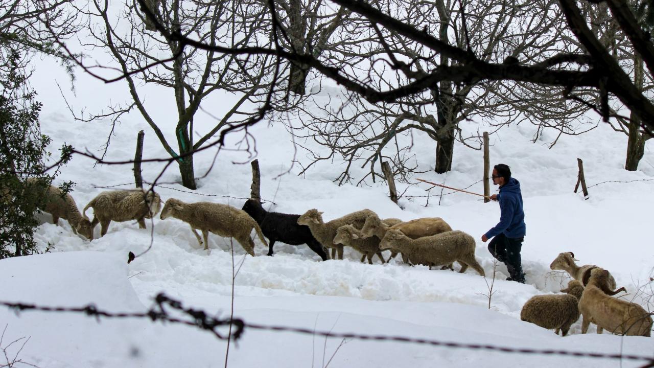 Meanwhile, parts of Kashmir and Himachal Pradesh received fresh snowfall and rains on Sunday, even as night temperatures rose across the northern states.