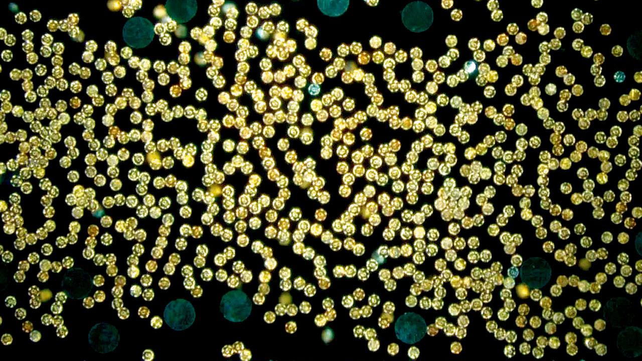 Researchers have deleoped microrobot swarms use whirlpools to lift objects 