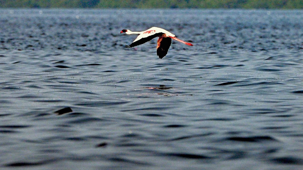 IN PHOTOS: Flamingos return to Mumbai at Bhandup Creek as winter sets in
