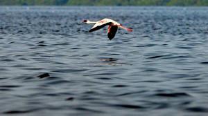 IN PHOTOS: Flamingos return to Mumbai at Bhandup Creek as winter sets in
