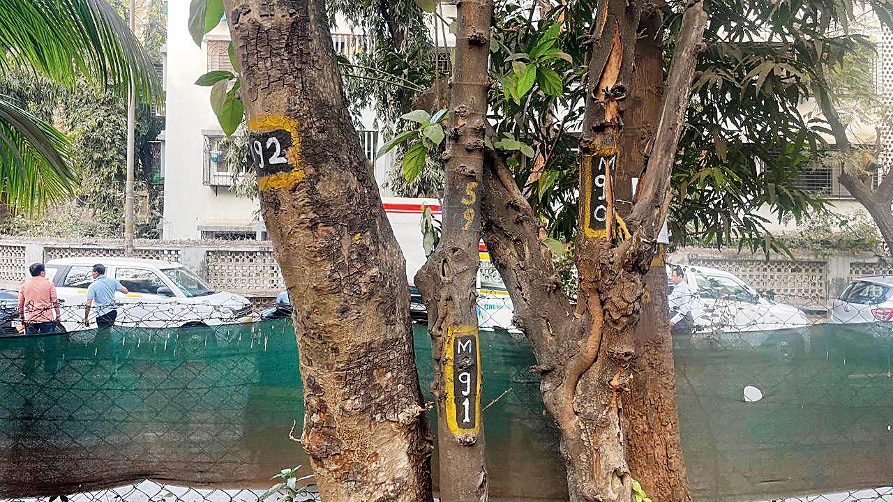 Trees inside Nana-Nani Park marked for cutting or transplantation. Pics/Madhulika Ram Kavattur
