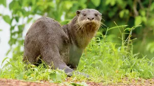 Maharashtra: Smooth-coated otter spotted at Nandur Madhmeshwar Bird Sanctuary