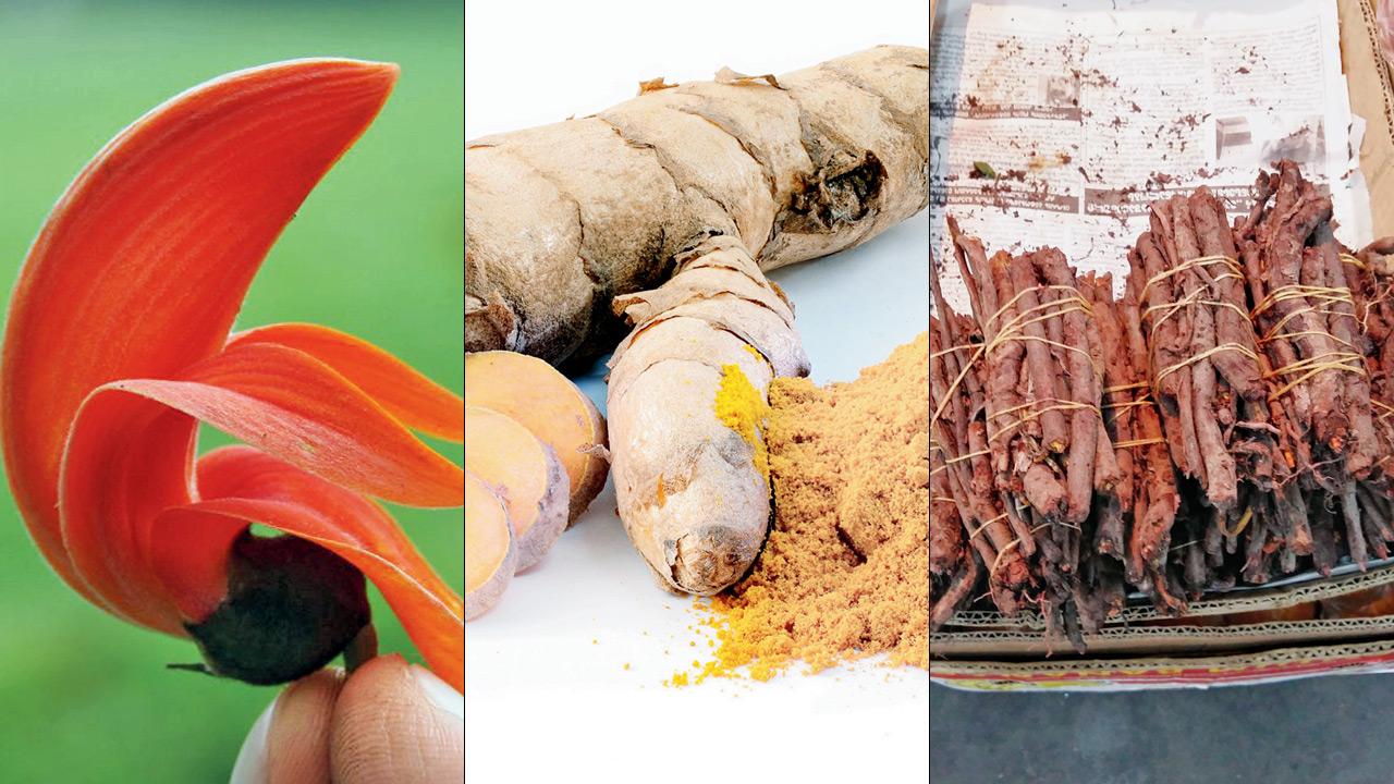 Palash: Saffron, Turmeric: Bright yellow, Madder root: Deep red