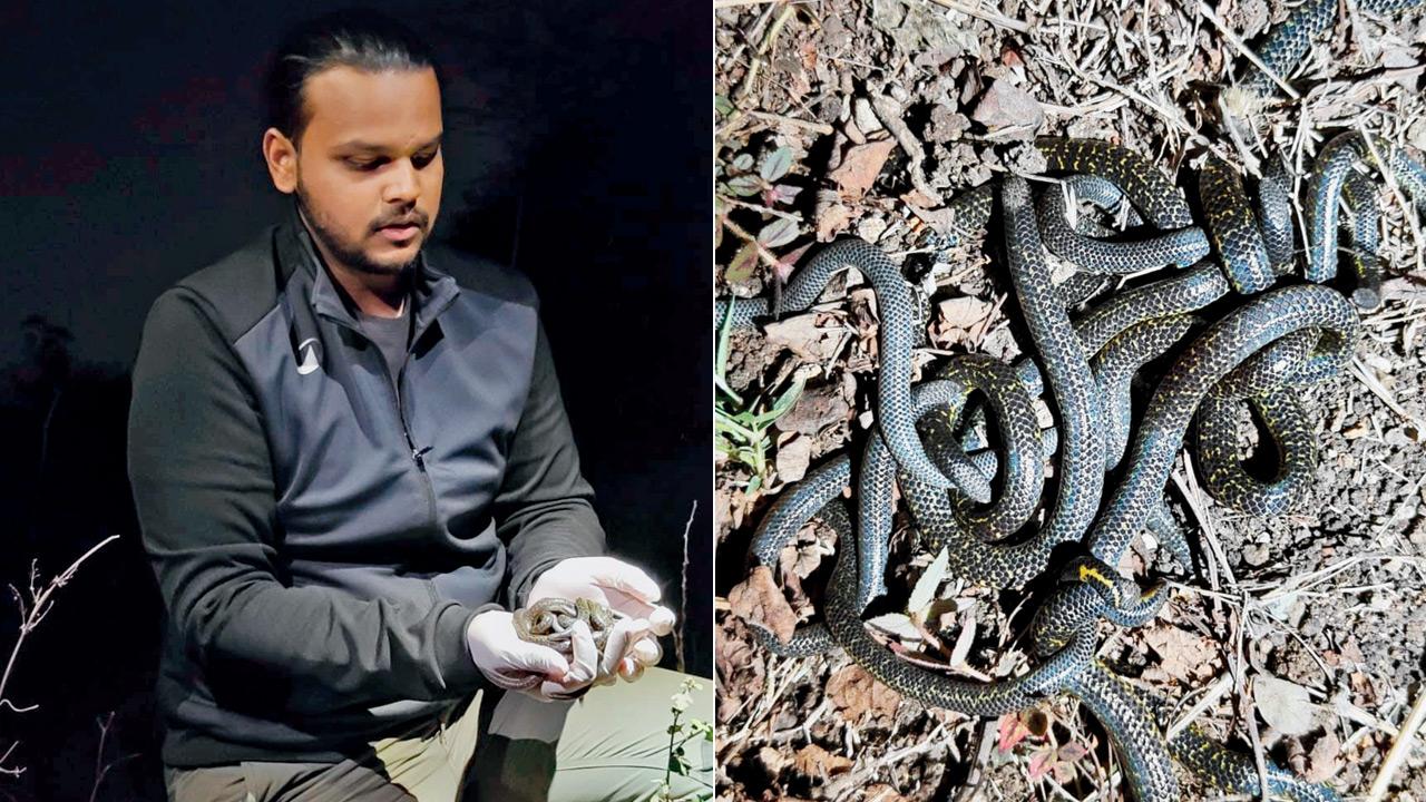 Thirteen Phipson’s shieldtail snakes spotted together in Maval taluka near Pune