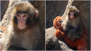 Meet Punch the baby monkey from Japan; here's why he is going viral