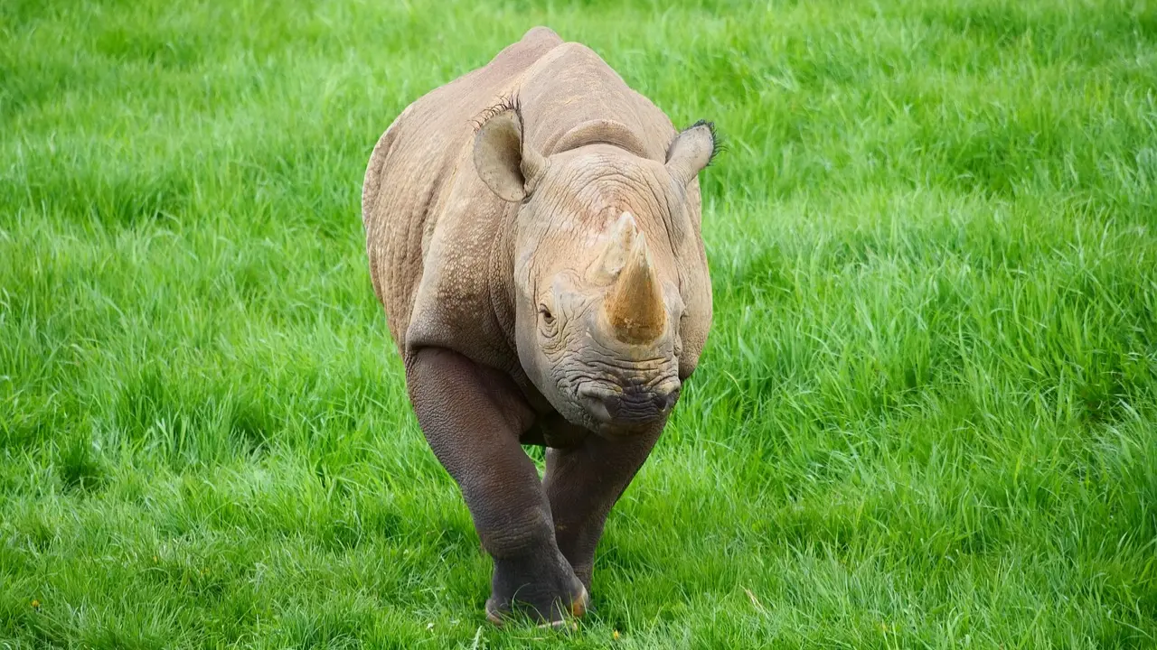 Assam: Male Rhino found dead in Pobitora; horn secured