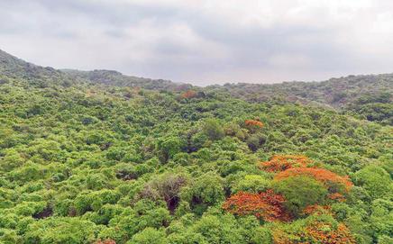 Eco Sensitive Zones act as critical buffer areas, like a shock absorber for protected regions such as SGNP. Representation pic/By Special Arrangement
