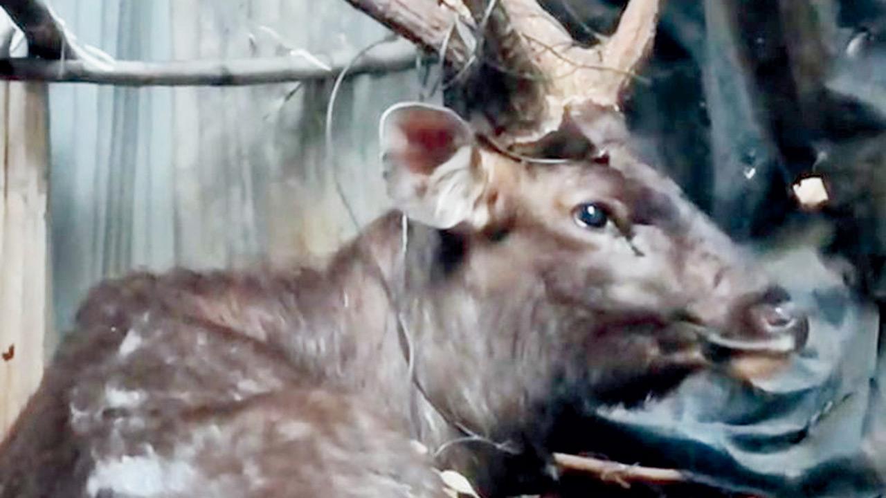 Injured male Sambar deer