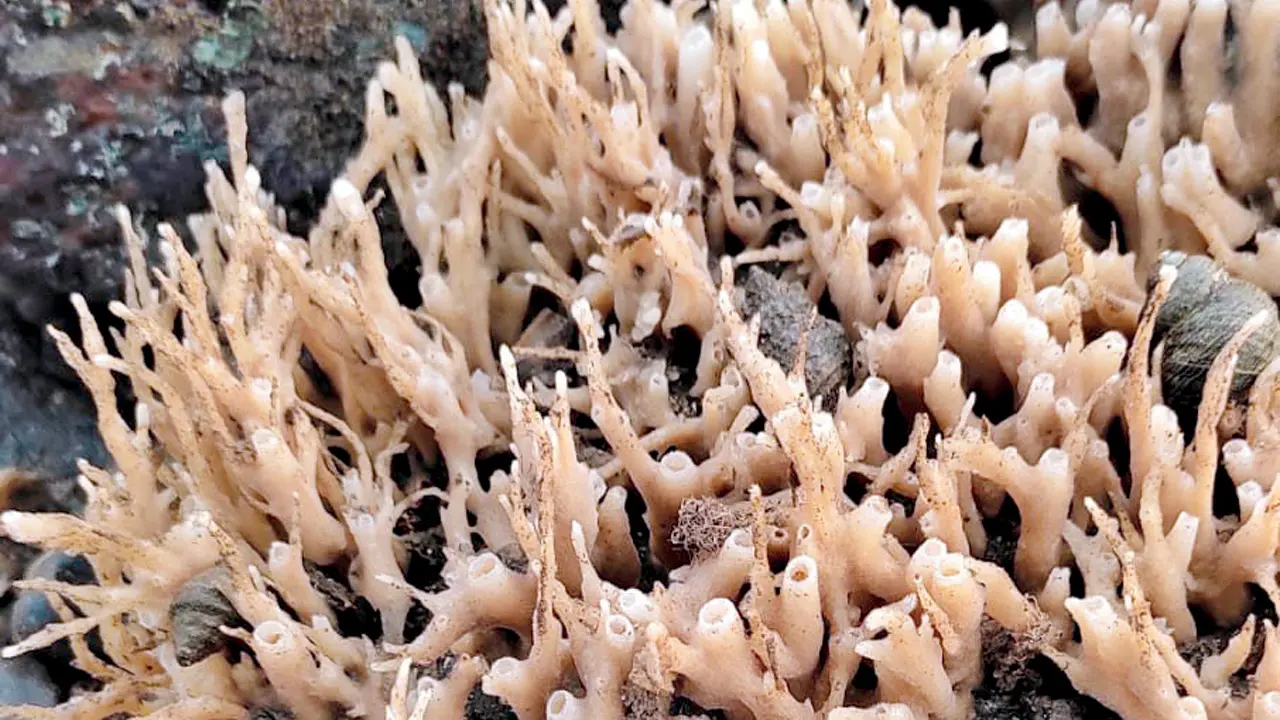 Sponges spotted during a previous marine walk
