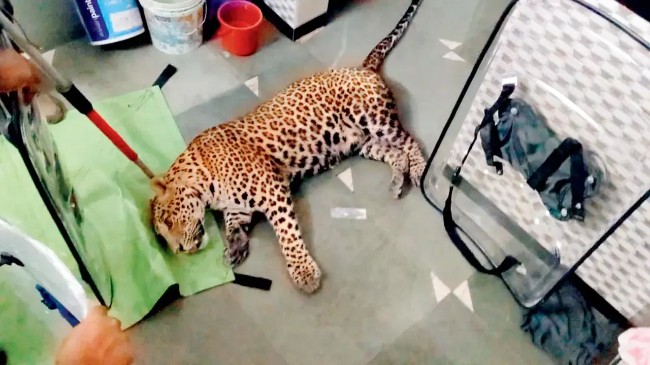 Mumbai LIVE: Rescued leopard found dead in Thane forest