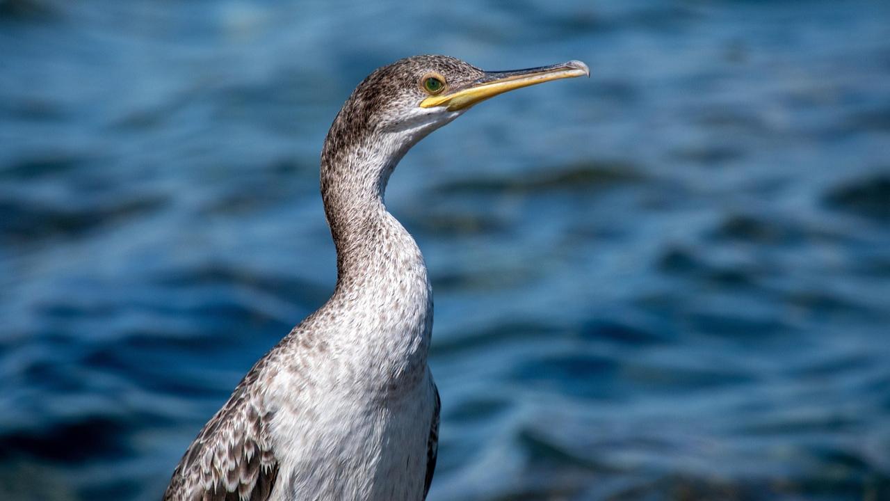 Flocks of cormorants spotted at estuary coastal area near TN's Thoothukudi port
