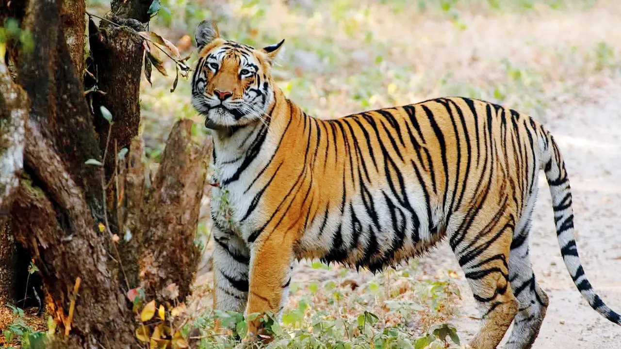 Thermal drone captures unseen nocturnal habits of tigress in Sahyadri forest