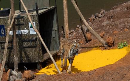 The tigress was released at a safe location in the core forest area of the Koyna Wildlife Sanctuary on Saturday morning. PHOTO/Sahyadri Tiger Reserve