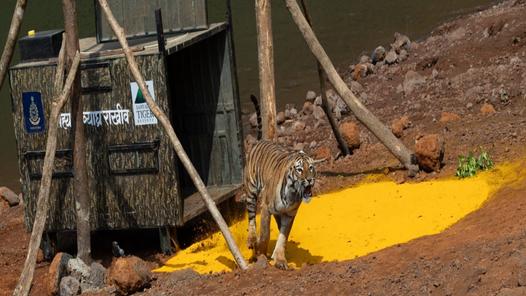 Third tigress released into the wild at Maharashtra’s Sahyadri reserve