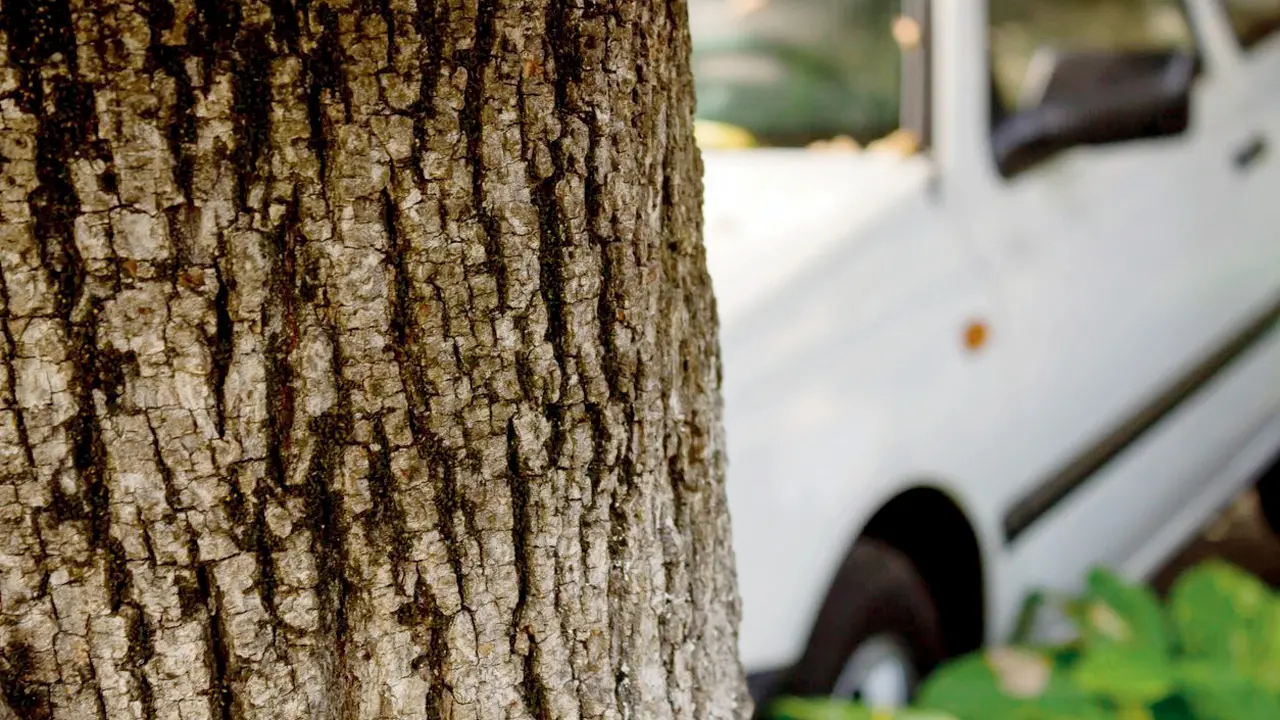 Sub-Inspector killed as Police SUV crashes into tree in UP's Maharajganj