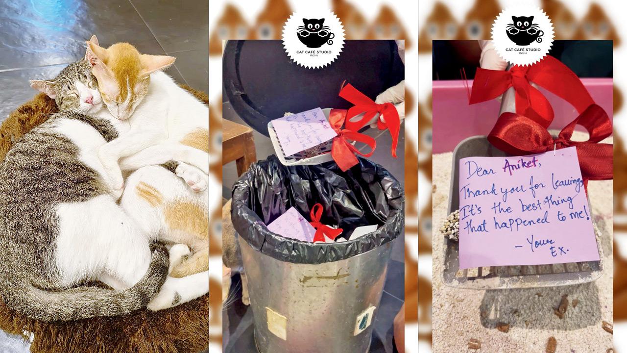 Cats at the Versova café; a message is placed in the litterbox scoop; the note is tossed in the bin. PICS COURTESY/CAT CAFE STUDIO