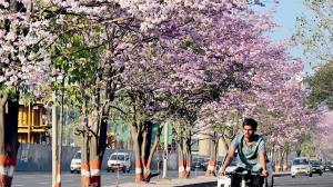 Pink trumpet flowers in Mumbai? Know more about the cherry blossom-like bloom