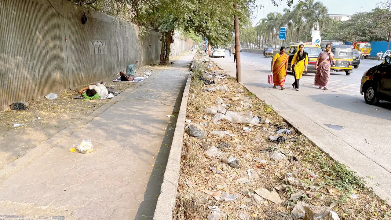Overgrown weeds and low-hanging branches along the footpath
