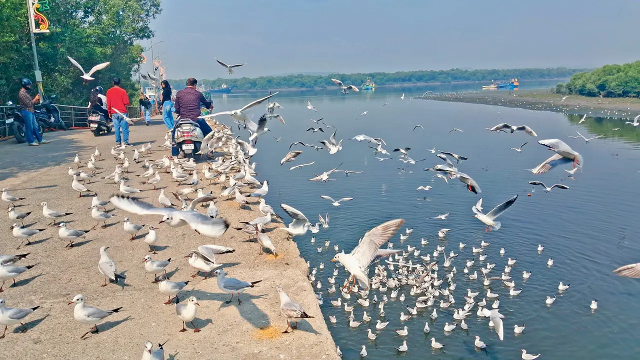 Experts warn, feeding junk food to seagulls at Gorai jetty may be fatal