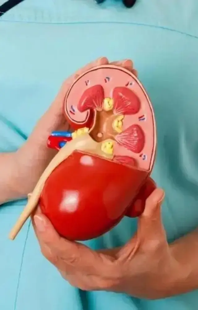 World Kidney Day 2026: Check 5 lesser-known facts