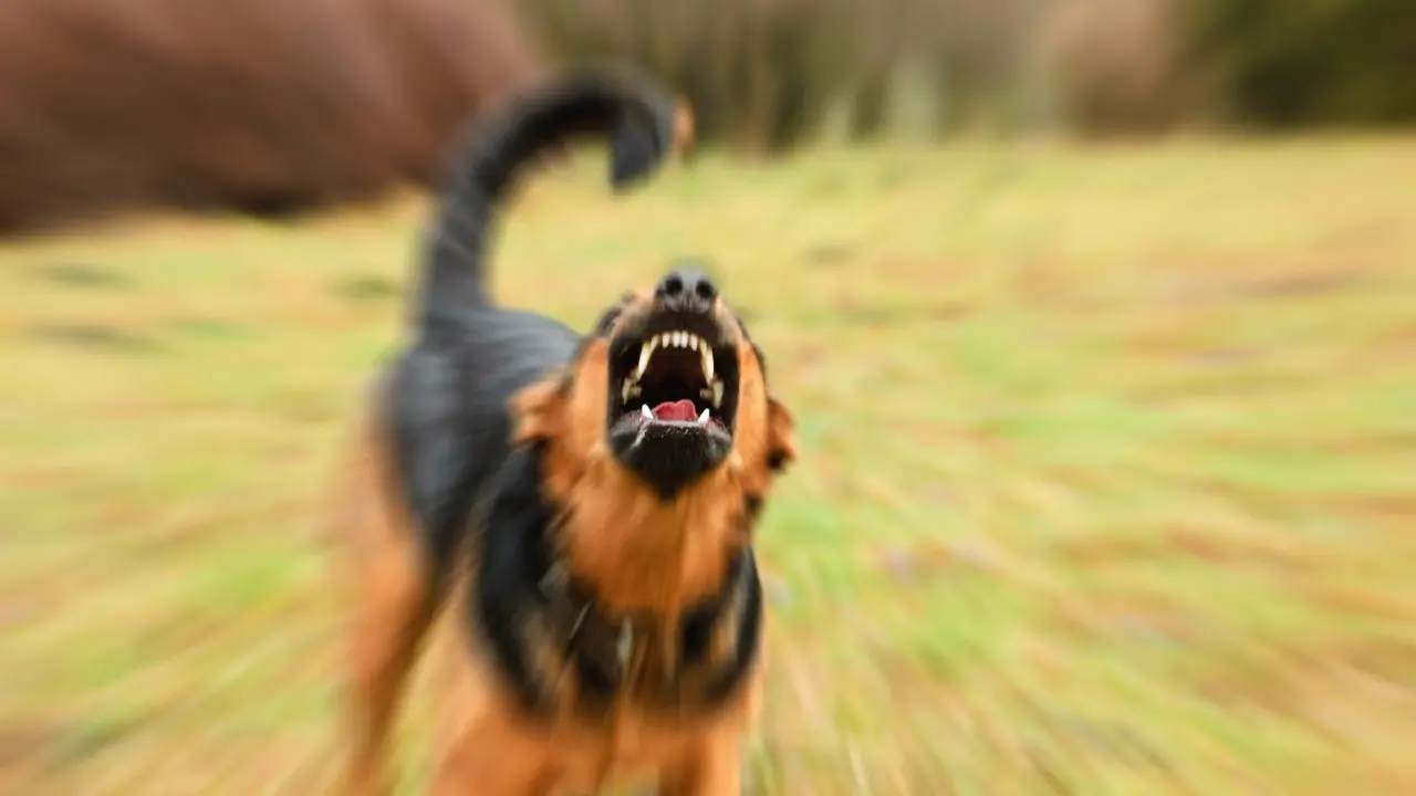 Mumbai LIVE: 12-year-old boy dies weeks after dog bite in Thane